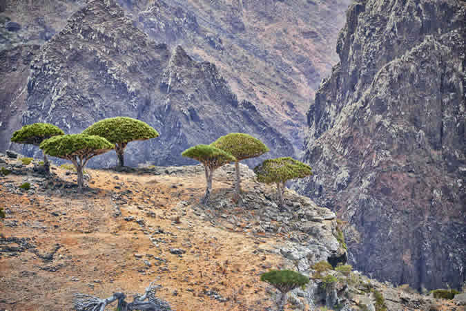 île de Socotra Yémen