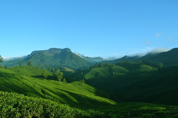 plantations de thé de Munnar