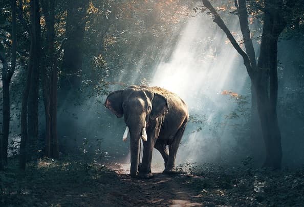 Partir en Thaïlande, nouveau lieu d’exode pour les Français