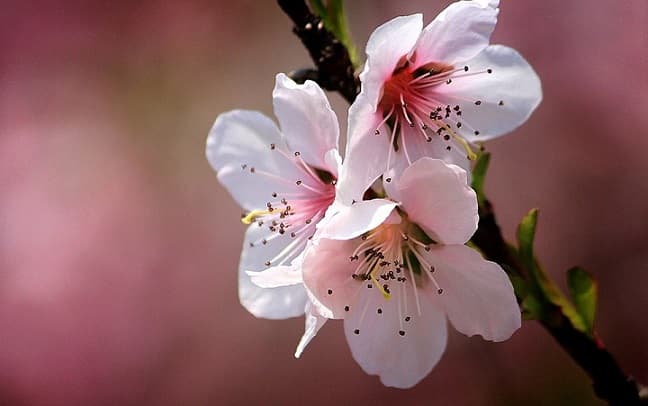 Les cerisiers en Corée du Sud : nouvelle destination phare en Asie !