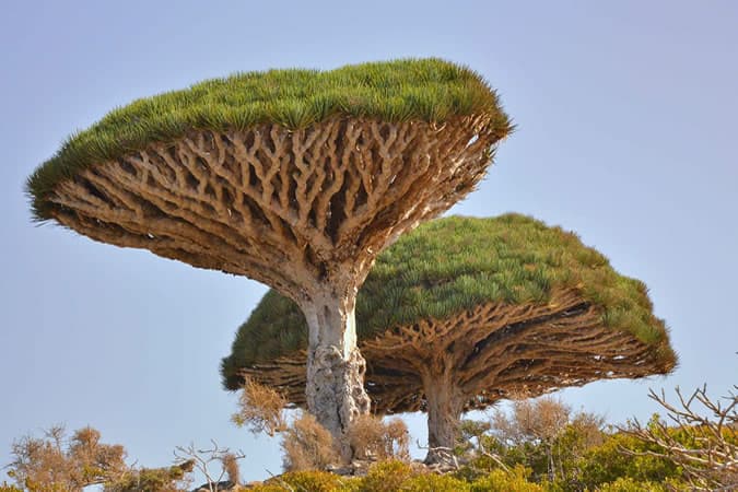 L'île de Socotra : une terre méconnue, sauvage, mais très accueillante