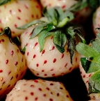 5 fruits insolites à goûter absolument au Japon
