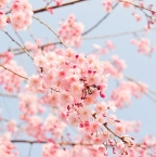 Voyage culturel au Japon : à la découverte des fleurs de cerisiers de Sakura