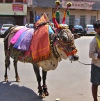 La tradition des vaches sacrées