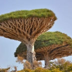 L'île de Socotra : une terre méconnue, sauvage, mais très accueillante