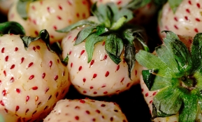 5 fruits insolites à goûter absolument au Japon